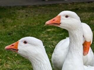 Close-up of white geese with orange beaks.