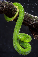 Green Snake in close up, part 7