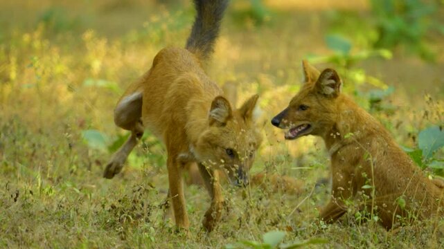 The dhole (Cuon alpinus) is a social, pack-living carnivore with a reddish coat, bushy tail, and remarkable teamwork in hunting, using unique vocalizations.