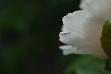 Fototapeta premium White tree peony (Paeonia suffruticosa) in bloom with yellow stamens and a bumblebee collecting pollen — lush botanical close-up perfect for garden, nature, flora and pollination themes.