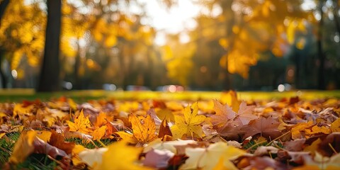 Vibrant autumn leaves scattered across green grass with sunlight filtering through trees creating a warm golden glow in a tranquil park setting