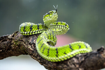 Green Viper snake in close up, part 13