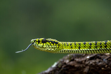 Green Viper snake in close up, part 8