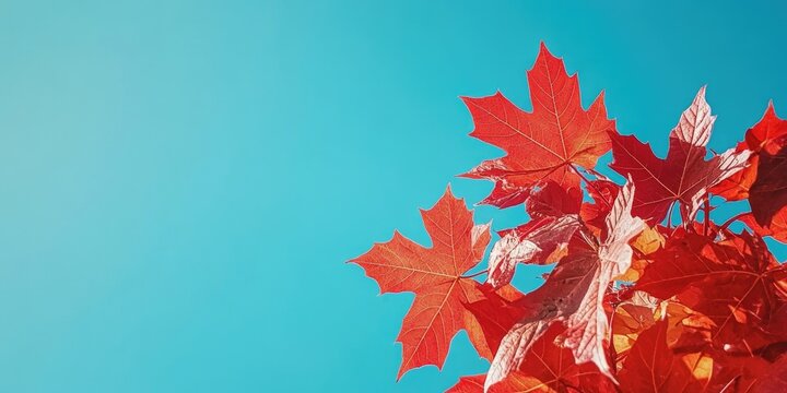 Vibrant red maple leaves positioned in the top right against a clear bright blue sky highlighting the beauty of autumn foliage 3