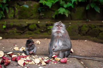 Macaca fascicularis, crab-eating macaque, long-tailed macaque eating sweet potato in Monkey Forest, Ubud, Bali, Indonesia. Close up. Cute Monkey. Animal in wild nature