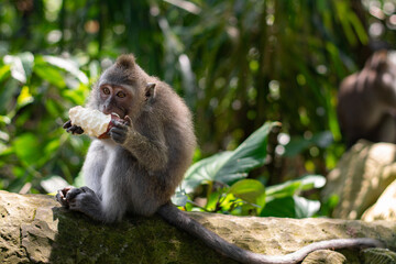 Macaca fascicularis, crab-eating macaque, long-tailed macaque eating sweet potato in Monkey Forest, Ubud, Bali, Indonesia. Close up. Cute Monkey. Animal in wild nature