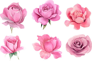set of pink roses