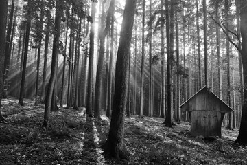 Fototapety na wymiar - Fototapeta24.pl