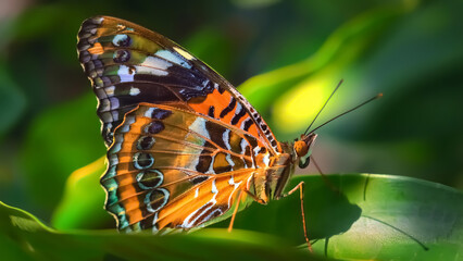 Fototapeta premium A close-up shot of a butterfly perched on a leaf, displaying intricate orange, black, and blue wing patterns, highlighting the delicate beauty and vibrant colors of nature. 