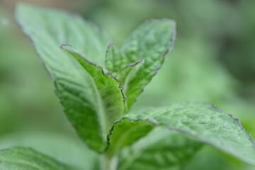 mint leaves close-up, young mint leaves for mojitos close-up 