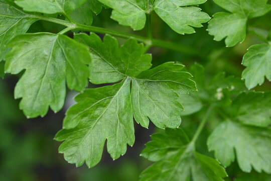 parsley leaves close-up, young coriander leaves close-up, spicy herbs on the garden 