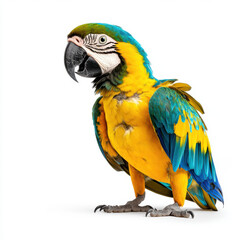 vibrant macaw perched regally, showcasing its bright plumage against white background