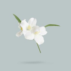 Obraz premium Jasmine flowers and green leaves in air on grey background. Blooming plant