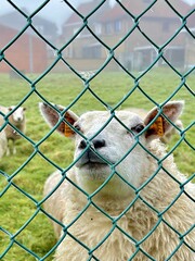 Sheep in a Rural Pasture Field, selective focus
