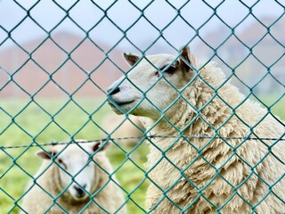 Sheep in a Rural Pasture Field, selective focus