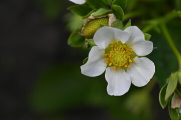 purple wild onion flowers macro, abstract flowers as background