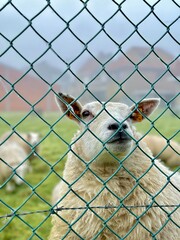 Sheep in a Rural Pasture Field, selective focus