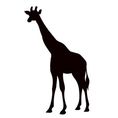 giraffe silhouette on white background vector
