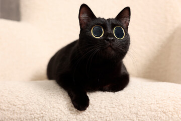 Fototapeta premium Cute black cat with big eyes lying on white armchair, closeup. Adorable pet