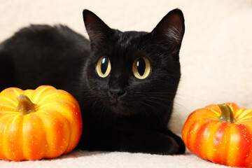 Cute black cat with big eyes lying on white armchair near pumpkins, closeup. Adorable pet