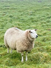 Sheep in a Rural Pasture Field, selective focus