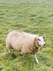 Fototapeta premium Sheep in a Rural Pasture Field, selective focus