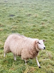 Sheep in a Rural Pasture Field, selective focus