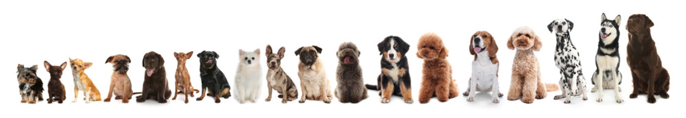 Obraz premium Adorable dogs of different sizes in row on white background, from smallest to largest