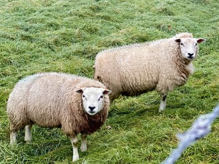 Sheep in a Rural Pasture Field, selective focus