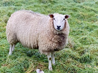 Sheep in a Rural Pasture Field, selective focus