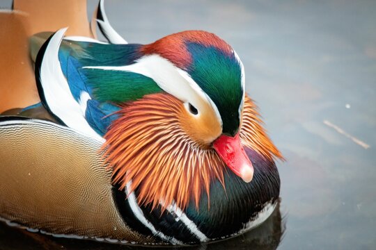 Close-up of a colorful mandarin duck floating on calm water, with its vibrant plumage
