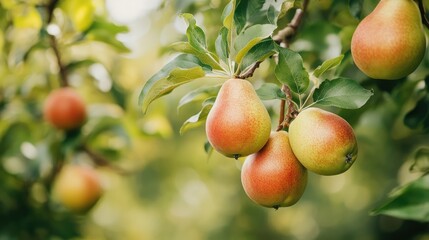 Ripe pears and apples hanging on tree branches in a lush garden during late summer season.