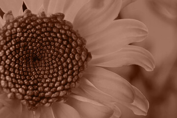 Beautiful chrysanthemum, toned in mocha mousse shade. Color of 2025 year