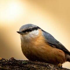 Close-up of a nuthatch perched on a tree branch with a soft, blurred background.