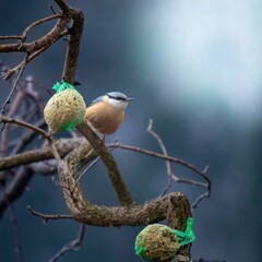 Nuthatch perched on a branch with bird feed in a natural setting, showcasing wildlife and nature.