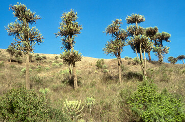 Fototapeta premium Euphorbia busei, Euphorbe busei, Parc national du N.Gorongoro Crater, Tanzanie