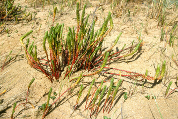 Euphorbe maritime, Euphorbe des dunes, Euphorbia paralias