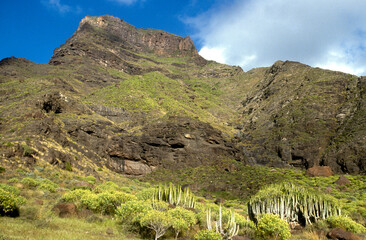 Euphorbia canariensis , Euphorbe des Canaries, Grande Canarie, Espagne