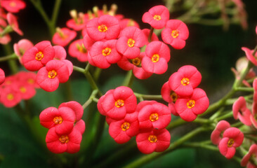 couronne d'épines, couronne du Christ, épine du Christ, Euphorbia milii, Madagascar