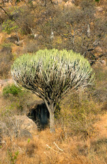 Euphorbe candelabre, euphorbia candelabrum, Parc national du Ruaha, Tanzanie