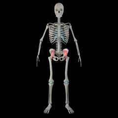 3d Illustration of Iliacus Muscles on Male Human Body
