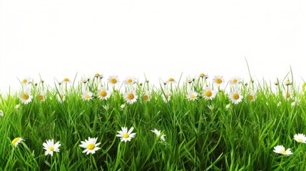 Grass and flowers row backgrounds grassland outdoors
