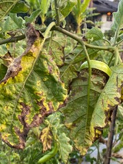 Eggplant leaves are diseased