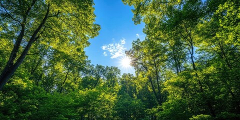 Fototapeta premium Lush green forest canopy under bright blue sky with soft sunlight filtering through vibrant leaves creating a serene natural landscape.