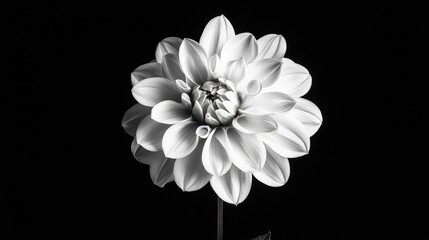 Elegant monochrome dahlia flower showcasing intricate petal details against a black background for artistic floral designs.