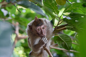 Baby of Macaca fascicularis, crab-eating macaque, long-tailed macaque on a tree in Monkey Forest, Ubud, Bali, Indonesia. Close up. Cute Monkey. Animal in wild nature