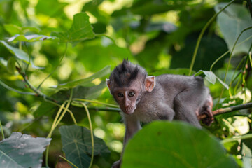Baby of Macaca fascicularis, crab-eating macaque, long-tailed macaque on a tree in Monkey Forest, Ubud, Bali, Indonesia. Close up. Cute Monkey. Animal in wild nature