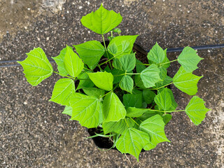 Melon plants planted in black plastic polybags.