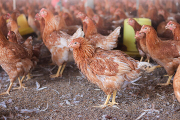 Close up of brown chicken in chicken farm