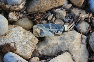 beach pollution with plastic waste